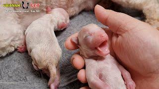 The birth cry of a baby newborn puppy | Animal Vet clinic