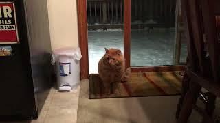 Feral / abandoned cat comes inside for the first time