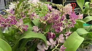 Orchid Hunters: Vendors at WOC23