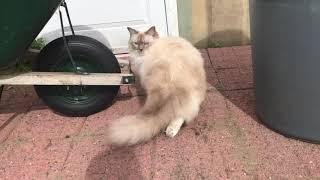 Ragdoll cat - Кошка Рэгдолл на прогулке - Снежинка выбралась на прогулку - УРА - свобода!