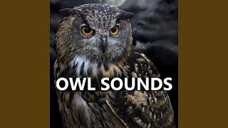 Natural Owl Sounds