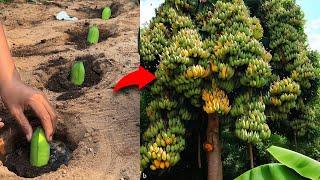 How to Growing Banana Fruit to Many Banana Tree, Grafting Banana Tree