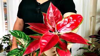 AGLAONEMA RED STAR ,otra variedad en casa,- sus cuidados