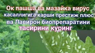 Ок пашша ва мазайка вирус касаллигига Престиж плюс ва Лавирон биопрепаратини тасири