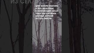 Санитарная рубка леса #shorts