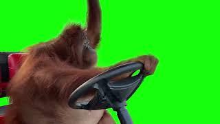 Orangutan Driving - Green Screen