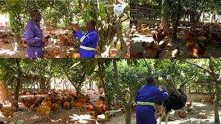 LEARN THE NEW COCOA ASE STYLE OF POULTRY FARM BY ELDER MENZ