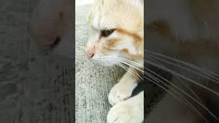 #viralvideo #cat #funnyanimal #funnyanimal #kittens #kittens #catlover #mycat #viralshort