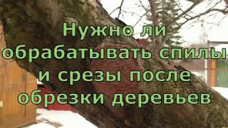 Нужно ли обрабатывать спилы и срезы после обрезки