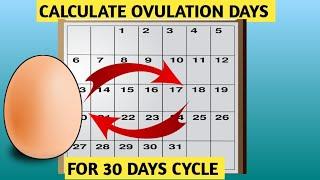 Calculating Ovulation Days, A Guide for 30 Days Cycle