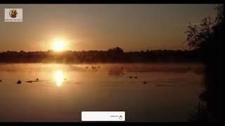 Ducks at lake | SOUND EFFECTS | HD