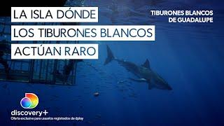 El extraño comportamiento de los tiburones blancos de la isla Guadalupe | Tiburones