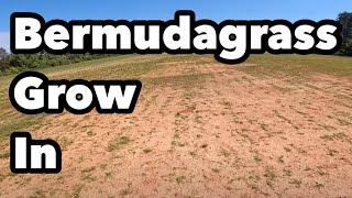 Bermudagrass Grow In Bare Spots How To FIX IT