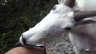 Friendly Mountain Goat