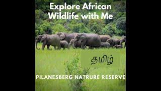 Explore African Wildlife with me | Pilanesberg Nature Reserve |Jungle dream Tamil