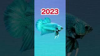 2023 Betta vs 5000 bce Betta