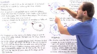 Mechanism of B-Lymphocytes