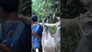 Wild boar hunting‼️poin babi hutan ganas