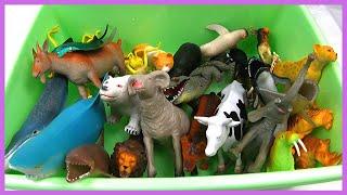 BATH TIME for SEA ANIMALS FARM ANIMALS WILD ZOO ANIMALS Learn names 목욕하며 바다동물 농장동물 동물원동물 야생동물 이름 배우기