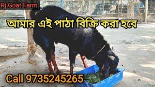 আমার খামারের পাঠা বিক্রি করা হবে ৷Rj Goat Farm Bahirgachi Nadia.goatfarming