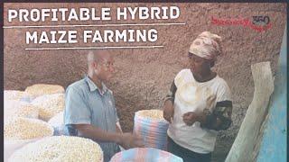 How Maize Farmers Are Making Over 200% Profit Planting Hybrid Maize Seedlings