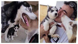 The day of the ADOPTION of the puppy CHOCOLATE UNFORGETTABLE moments of my life with my HUSKIES !!