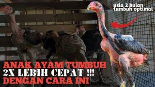 2x lebih pesat !!!! Tips memberikan pakan ayam agar cepat tumbuh besar