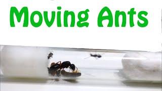 How To Move Ants *Tutorial*