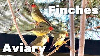 New Birds in Large outdoor Finch Aviary | Breeding Begins | S2:Ep5