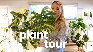 🪴plant room tour 🪴rare houseplant collection 2024 part 1