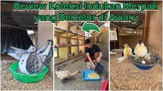 Review koleksi indukan merpati yang bertelur di FARM ZUPARDI