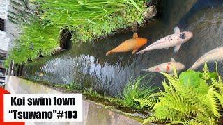 Koi swim town "Tsuwano" 鯉の泳ぐまち津和野（Tsuwano, Shimane, Japan）