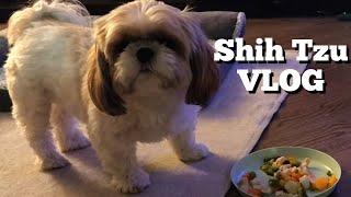 Shih Tzu day in the life