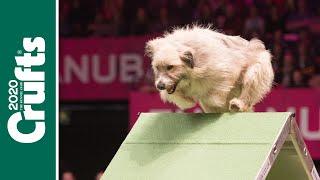 Try not to laugh! It's the best Crufts bloopers!