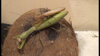 Praying Mantis Mating