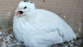 Quail call sounds | Female / Hen | Coturnix | Bird