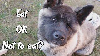 I left my 5 months old Akita puppy alone with grilled meat and fries. Her reaction surprised me!