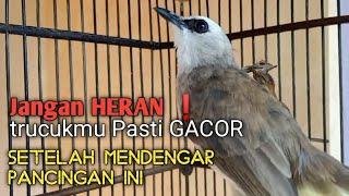 Trucuk BETINA memanggil Jantan Suara Birahi Ngecuplik 100% pancingan trucukan gacor agar BUNYI EMOSI