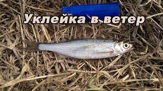 "Уклейка в ветер" - ловля крупной уклейки на болонское удилище весной