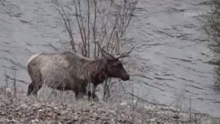 Alberta's Wildlife