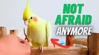 How to TAME a Scared and Skittish Cockatiel | Compilation