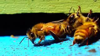 Bee Cleaning Itself (12 sec.) Royalty Free HD Video - For Beekeeping Projects