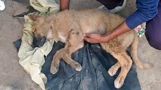 Slum pup hit by a car rescued, revived and returned home!