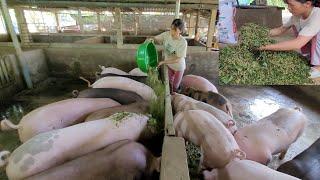 Pig care.  How to make pig feed.  (Episode 36).