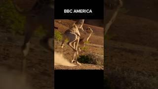 Lioness vs Giraffe - Epic Chase and Escape! #shorts