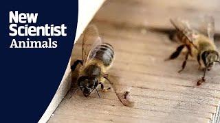 Japanese honeybees slap ants to defend their hive