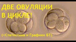 Две овуляции в одном цикле. Признаки и ПРИЧИНЫ 2 овуляций (+Статистика двойной овуляции!