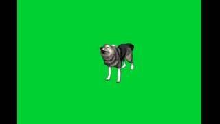 Wolf Green Screen Effect.