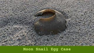 Moon Snail Egg Case