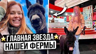 ЖИЗНЬ ДОМАШНЕЙ ОСЛИЦЫ СИРЕНЫ НА ФЕРМЕ | Необычные животные